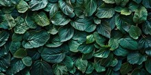 Vibrant Leaf Organic Texture