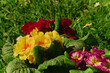 Spring: colored primroses  ( Primula vulgaris )