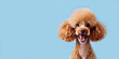 A funny brown poodle puppy looks at the camera. Portrait of a dog on a blue background with copy space. Banner for grooming salon, veterinary clinic. Postcard with place for text