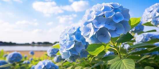 Poster - A multitude of blue flowers bloom in a lush field overlooking a serene lake, under a sky filled with fluffy cumulus clouds. The natural landscape is painted with vibrant petals and green grass