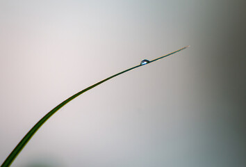 Sticker - Water droplet on green grass blade tip