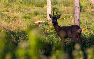 Poster - Wild goat (Capreolus capreolus) standing in a field surrounded by tall grass and bushes