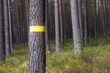 A tree in the forest marked with yellow color, clear cut, blurred background