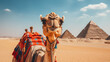 Camel on the background of the Pyramids of Giza. Egypt