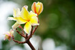 frangiapani flower