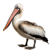 pelican isolated on transparent background