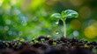 © Taisiia - The concept of a new life in the form of a sprout breaking through the ground
