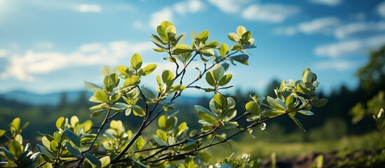 Wall Mural - Green meadow, trees and hills