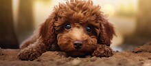 A Brown Poodle Puppy, A Water Dog Breed Known For Its Curly Coat, Is Lying On The Ground And Looking At The Camera With Its Fawncolored Fur And Adorable Snout