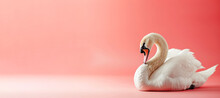 A White Swan Is Laying On A Pink Background. The Swan Is Looking At The Camera And He Is In A Playful Mood. A Swan With Pink Background With Copy Space