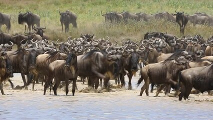Wall Mural - big group of wildebeest are crossing a small lake in the serengeti. tanzania. serengeti-ndutu nation