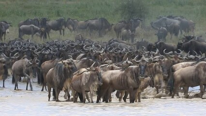 Wall Mural - big group of wildebeest are crossing a small lake in the serengeti. tanzania. serengeti-ndutu nation