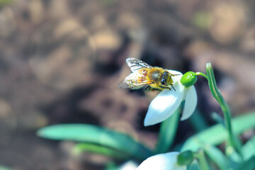 Wall Mural - Big honey bee collecting pollen from white snowdrop flower in spring