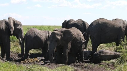 Wall Mural - elephants are taking mud baths in the savannah. tanzania. serengeti national park.