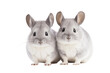 Two Gray and White Rabbits Sitting Together. On a Clear PNG or White Background.