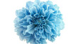 Closeup of a big shaggy light blue flower isolated on white with clipping path.