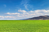 Fototapeta Sawanna - Fresh green field and blue sky