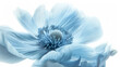 Detailed capture of a large shaggy light blue flower isolated on white.