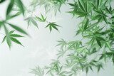 Fototapeta Sypialnia - Green cannabis leaves on the left with clear white space