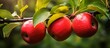 Three seedless red apples dangle from the twig of an evergreen fruit tree. This natural food, considered a produce, comes from a flowering terrestrial plant