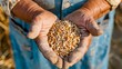 Agricultural Focus: Farmer's Hands Holding Wheat Grains in Detailed View