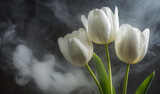 Fototapeta Tulipany - Tulipany, białe kwiaty. Abstrakcyjne tło kwiatowe