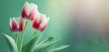 Fototapeta Tulipany - Zielone tło kwiatowe, różowe tulipany