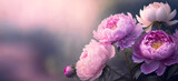 Fototapeta Kwiaty - Fioletowe kwiaty. Piękne wiosenne peonie