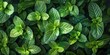 Organic Mint Texture, Fresh Green Aroma