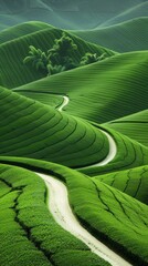 Canvas Print - Wavy green tea field with curved white path