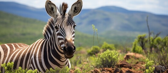 Wall Mural - A zebra is peacefully resting in the grassland with mountains in the background, creating a serene natural landscape