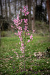 Pfirsichblüte am Pfirsichbaum in schönem Pink im Frühling