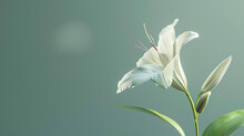 A Beautiful White Lily Flower In Full Bloom Against A Soft Green Background. The Flower Is Delicate And Feminine, With A Sweet Fragrance.