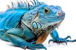 Captivating Close-up of Vibrant Blue Iguana on White Background Showcasing its Intricate Scales and Striking Natural