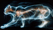 X-ray Vision of a Leaping Cat in Motion