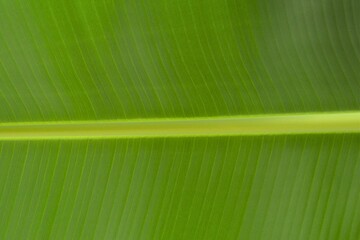Wall Mural - tropical green banana plant leaf texture background