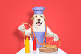Fototapeta Zwierzęta - Cheerful Labrador in a chef's costume is about to cook hot dogs