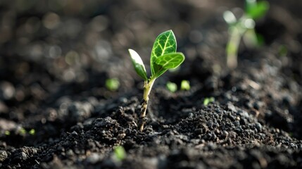 Poster - From rich soil grows business seedlings with arrows of growth. Growth, profit, development, and success are concepts of business.