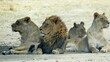 lion lionesses nap after eating safari africa savanna wild animals