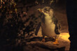 A fairy or blue penguin comes ashore at night. The smallest of the penguin species come back to their beach burrows after dark and for safety can only be viewed in red light.