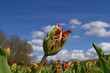 Closeup of a tulip flower bud against a blue sky backdrop