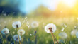 Natural Herb Dandelion Grass A Background With Beautiful Bokeh In Lawn Garden  