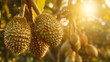 Durian fruit on the tree. Tropical fruit