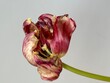 Closeup of magenta red tulip flower on a grey background.