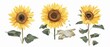 The modern illustration shows three handdrawn sunflowers on white background. This template can be used for sunflower oil packaging, natural cosmetics, and health care.