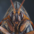 German Cockroach infestation themed imagery to show the difficulties of getting rid of this problem pest