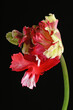  a macro closeup of colorful red and white parrot tulip.