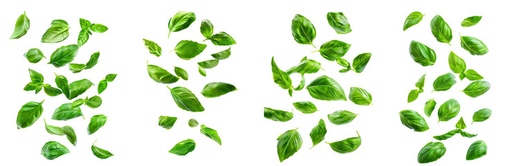 Wall Mural - Set of Falling basil, isolated on white background, clipping path, full depth of field