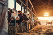 Healthy dairy cows stand in a row of stables, feeding on fodder in a cattle farm barn
