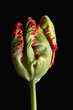  a macro closeup of colorful red and green parrot tulip.